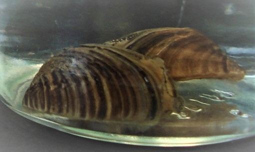 Zebra mussels